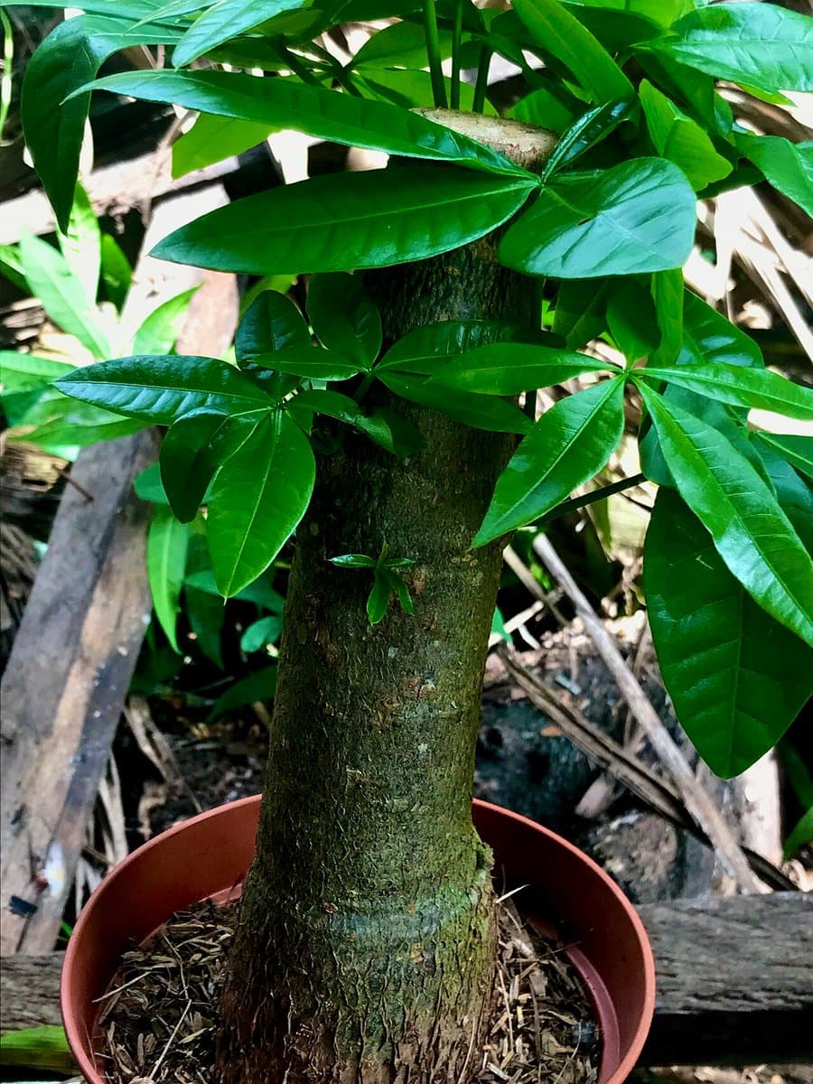Lucky Money Bonsai Decor